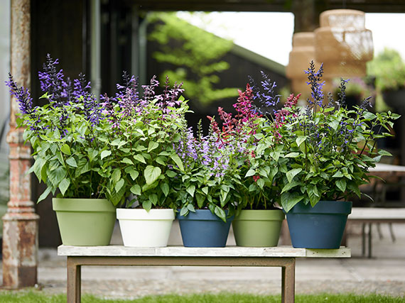 ¿Ya has probado estas salvias?